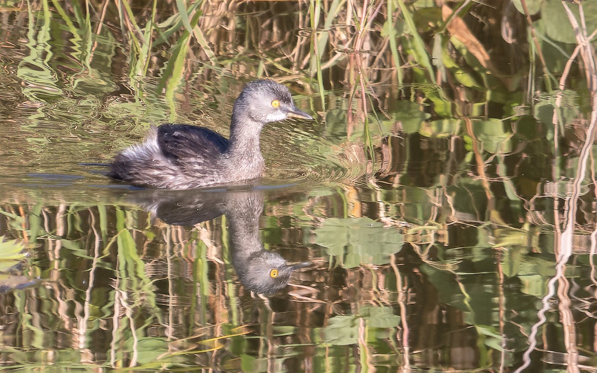 Least Grebe - ML620643804