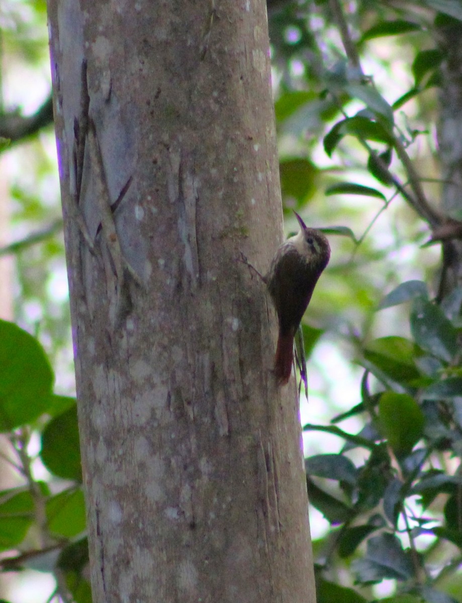 Lesser Woodcreeper - ML620643806