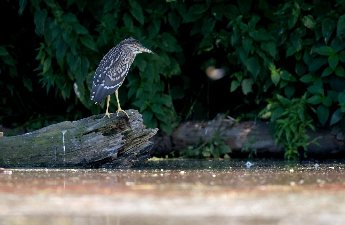 Black-crowned Night Heron - Pavel Štěpánek