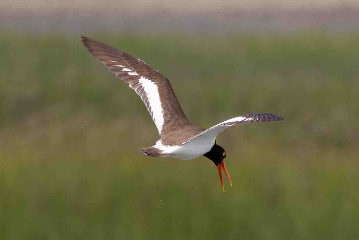 American Oystercatcher - ML620643813