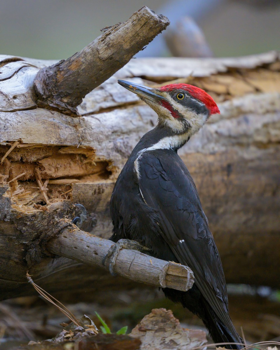 Pileated Woodpecker - ML620643821