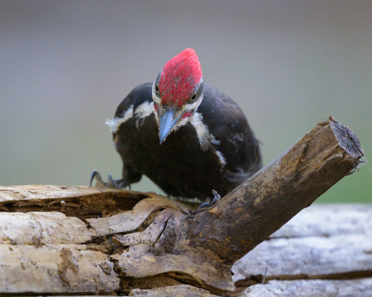 Pileated Woodpecker - ML620643822