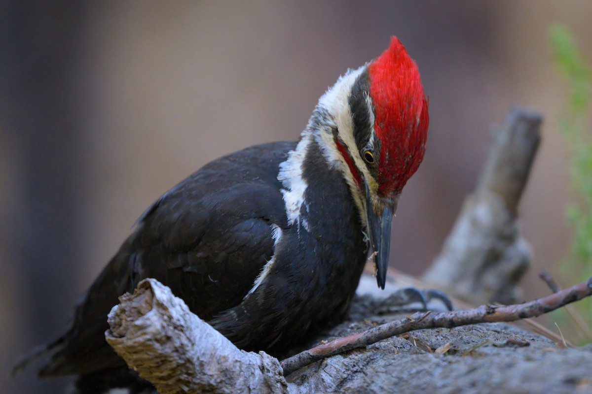 Pileated Woodpecker - ML620643829