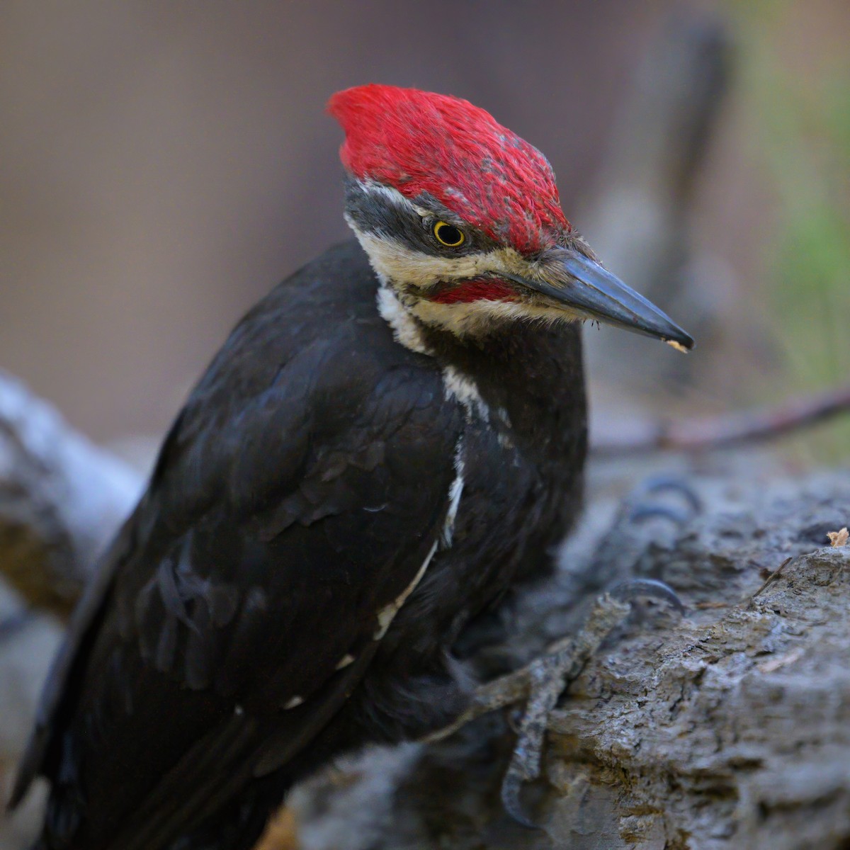 Pileated Woodpecker - ML620643831