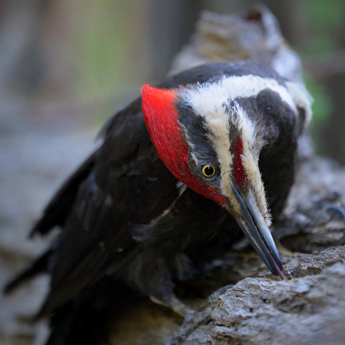 Pileated Woodpecker - ML620643832