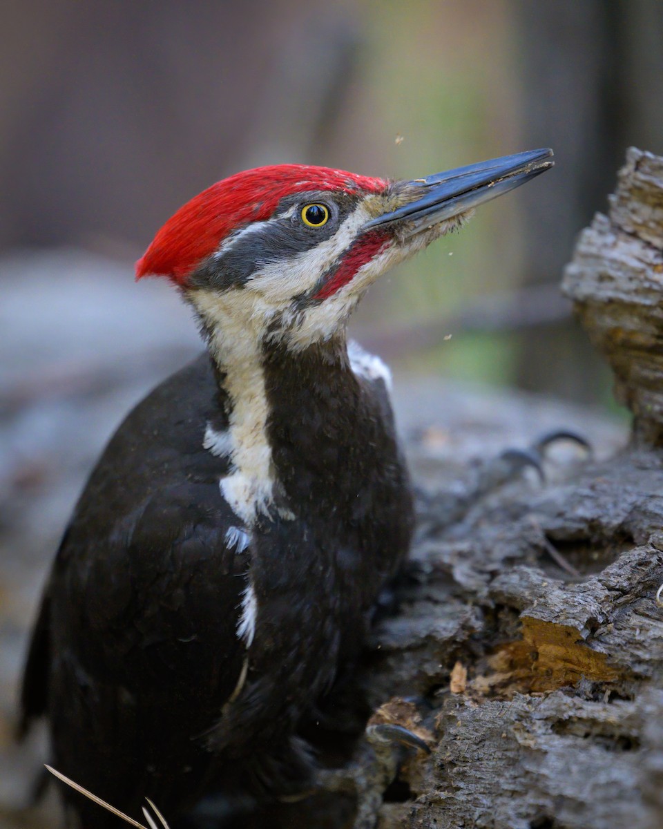 Pileated Woodpecker - ML620643833