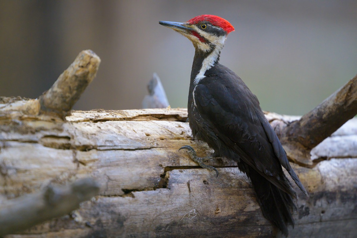 Pileated Woodpecker - ML620643834