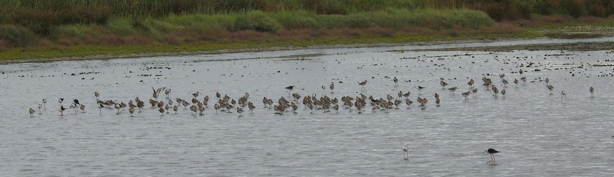 Black-tailed Godwit - ML620643836