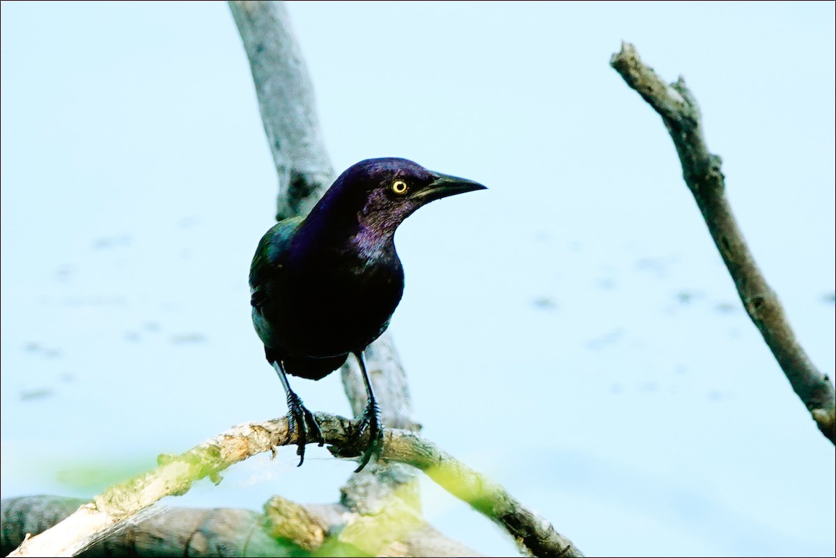 Common Grackle - ML620643840