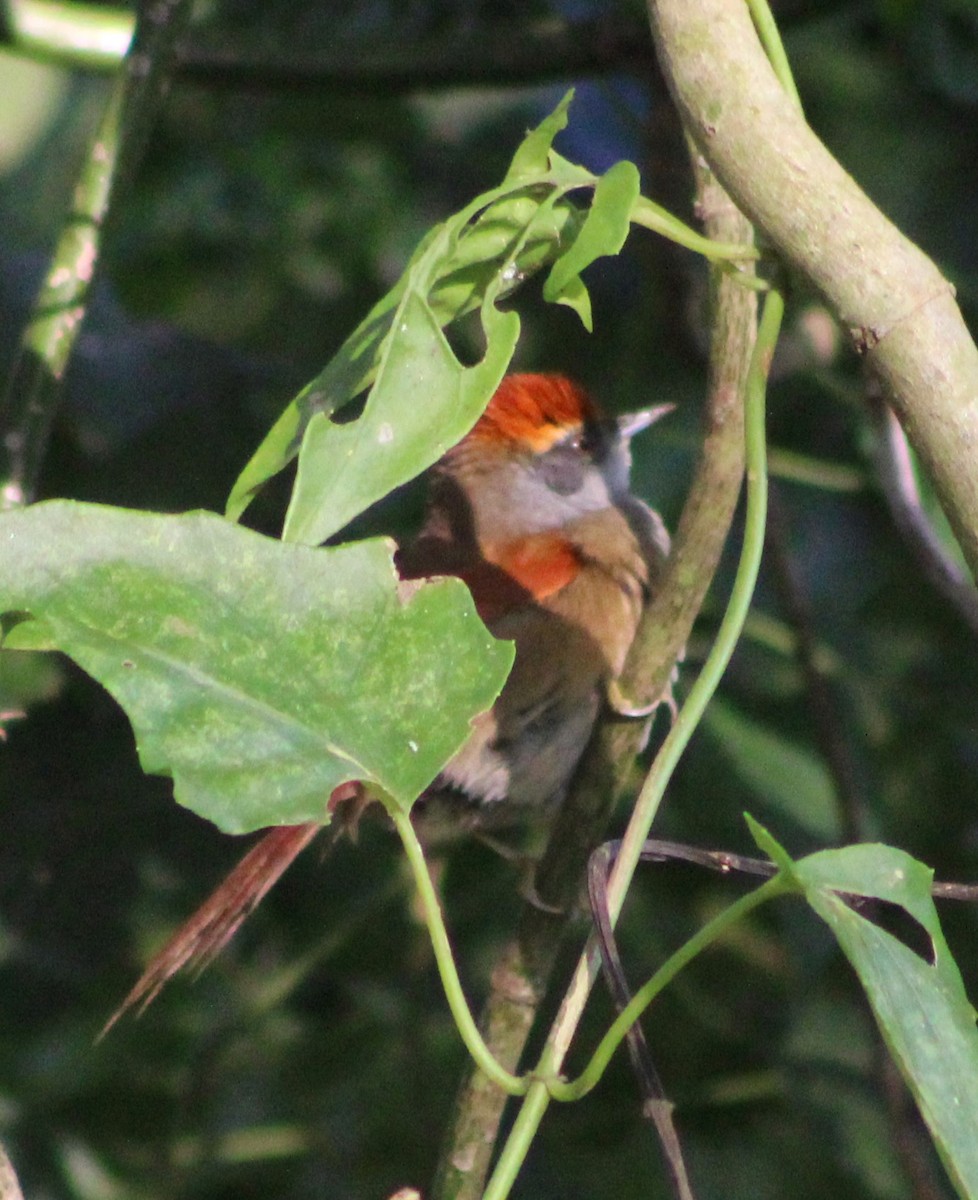 Rufous-capped Spinetail - ML620643841