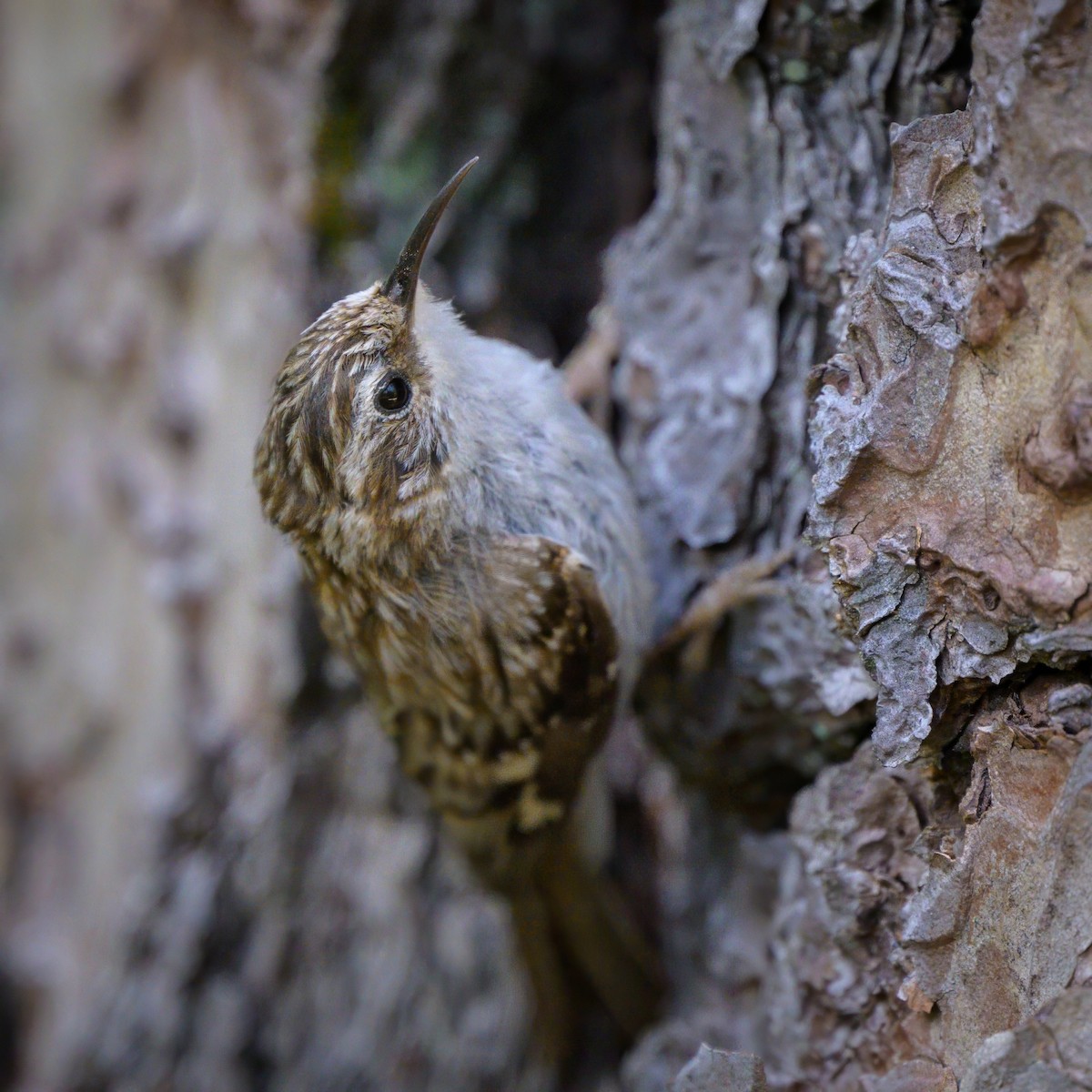 Brown Creeper - ML620643844