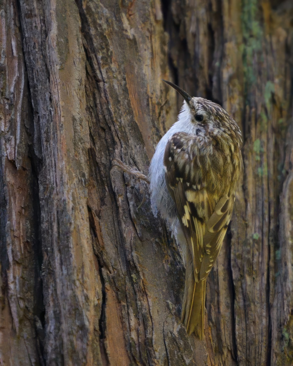 Brown Creeper - ML620643845