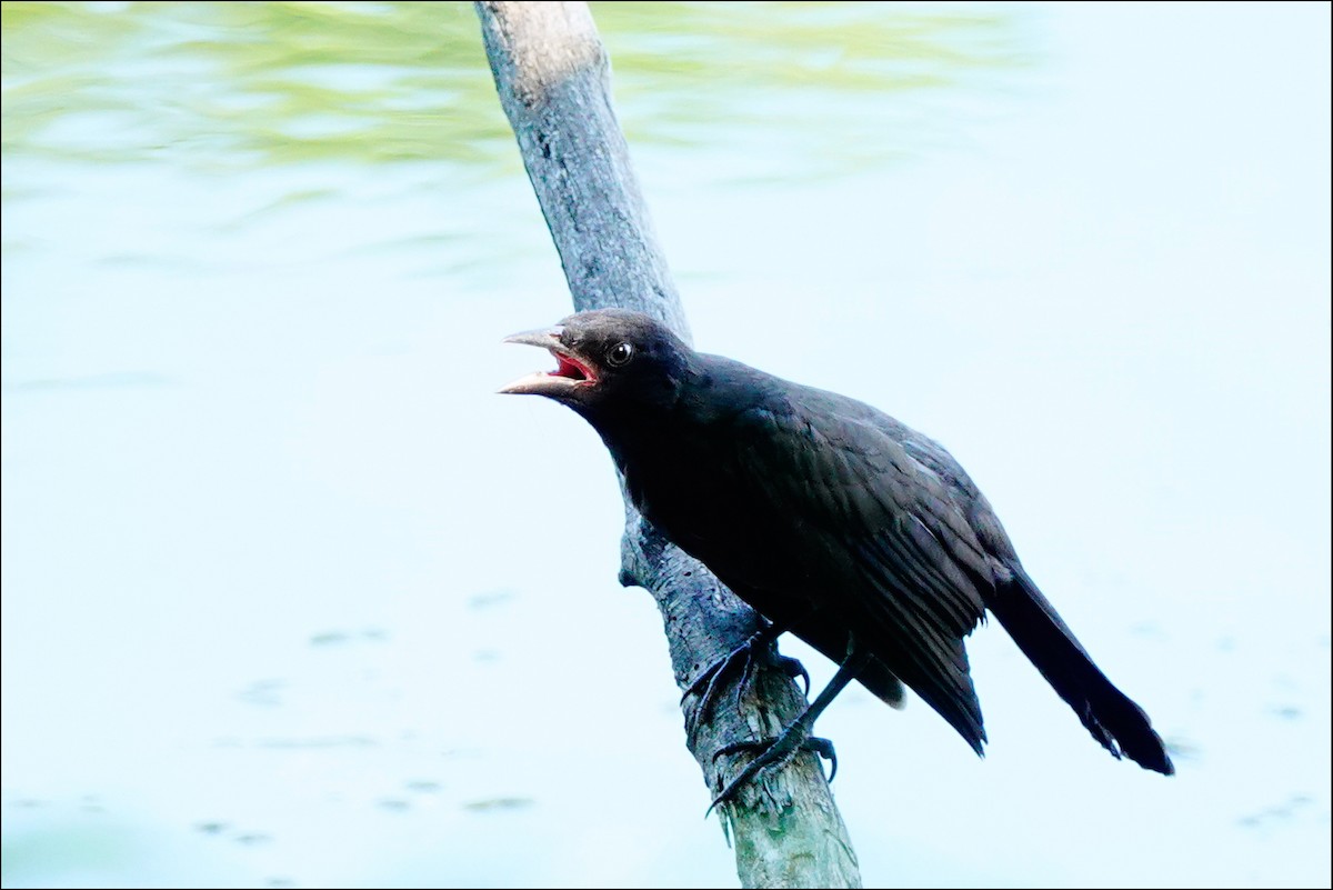 Common Grackle - ML620643846