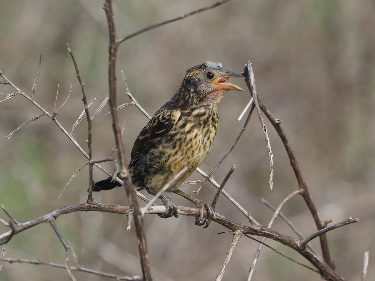 Red-winged Blackbird - ML620643847