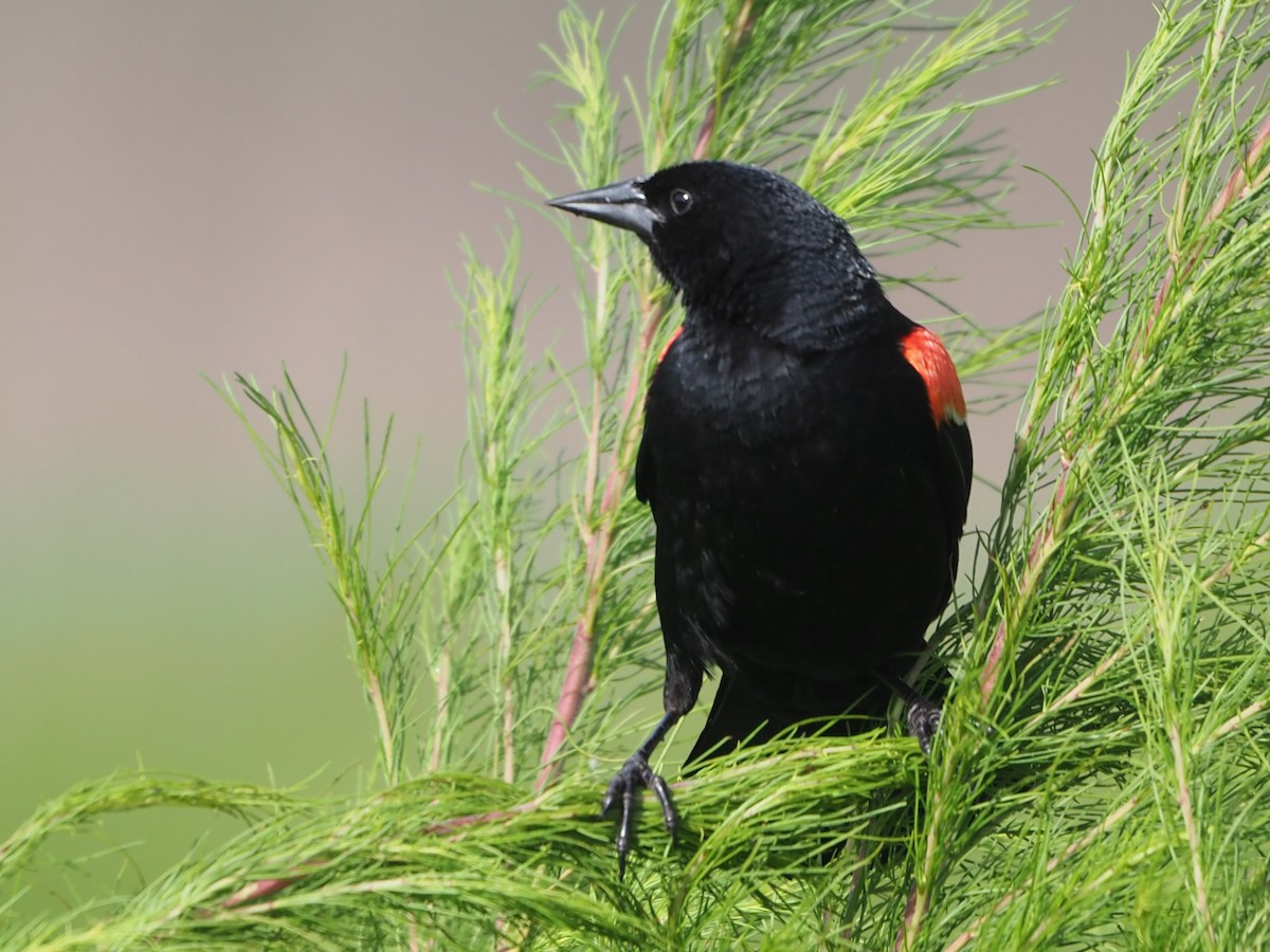 Red-winged Blackbird - ML620643848