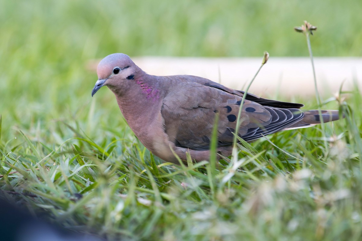 Eared Dove - ML620643850