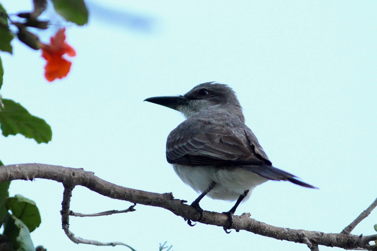 Gray Kingbird - ML620643851