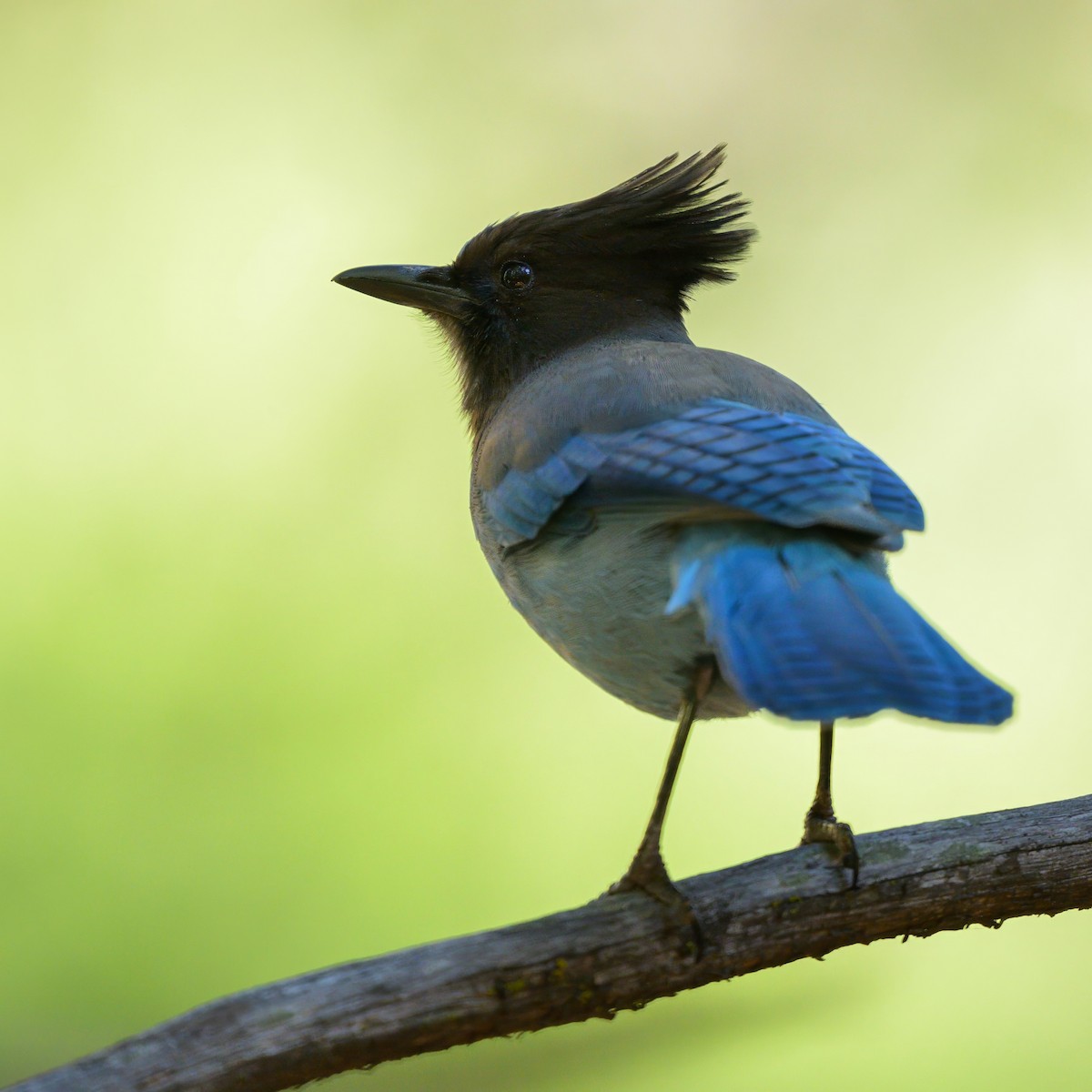 Steller's Jay - ML620643853