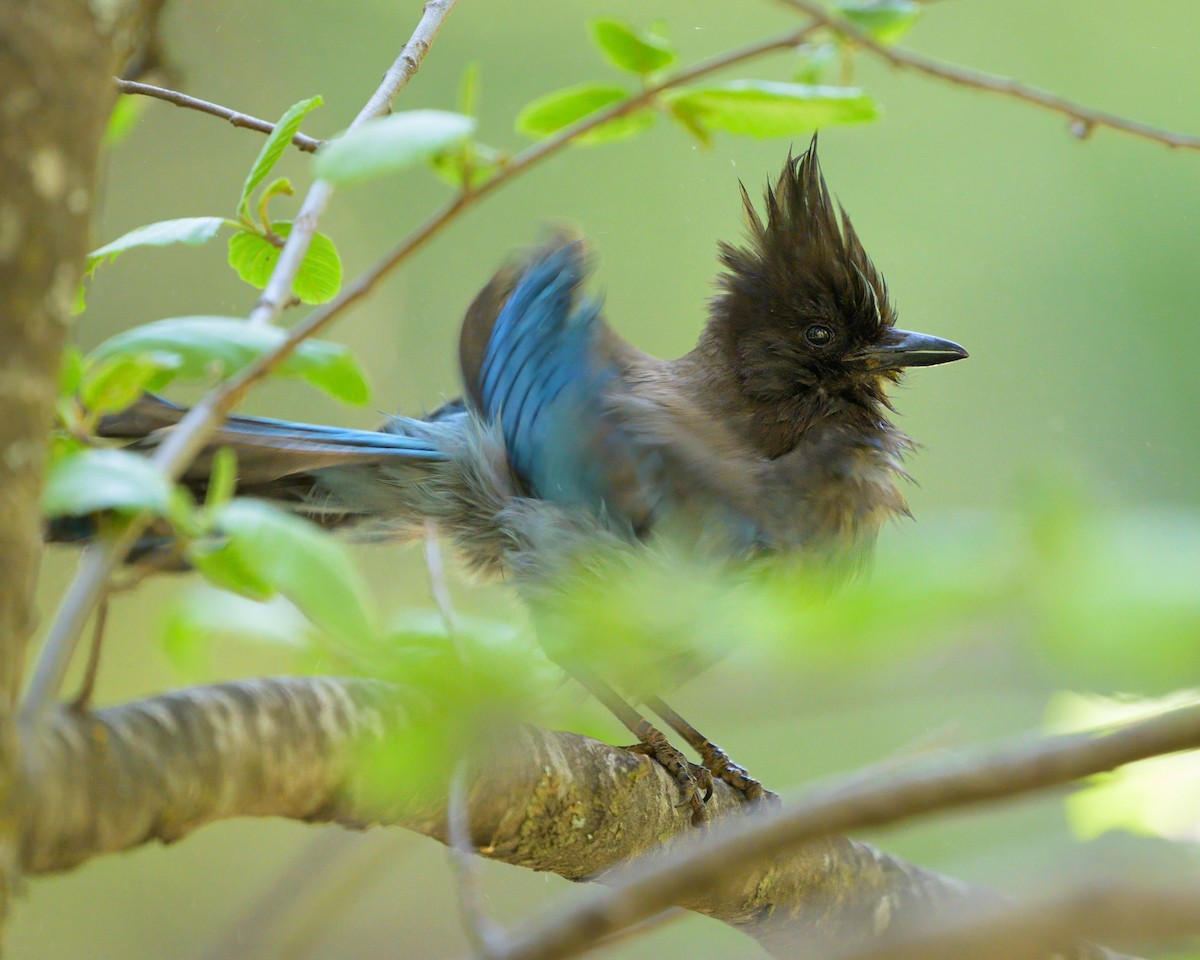 Steller's Jay - ML620643854