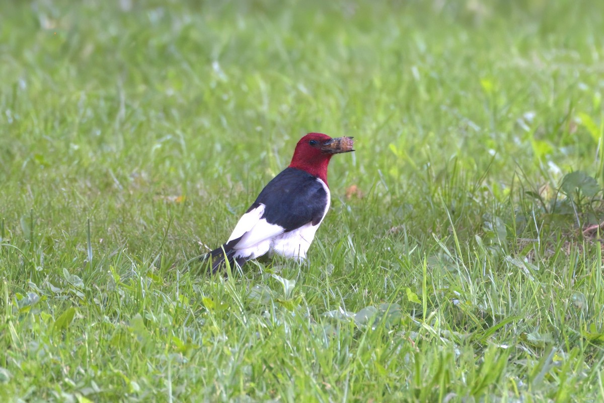 Red-headed Woodpecker - ML620643855