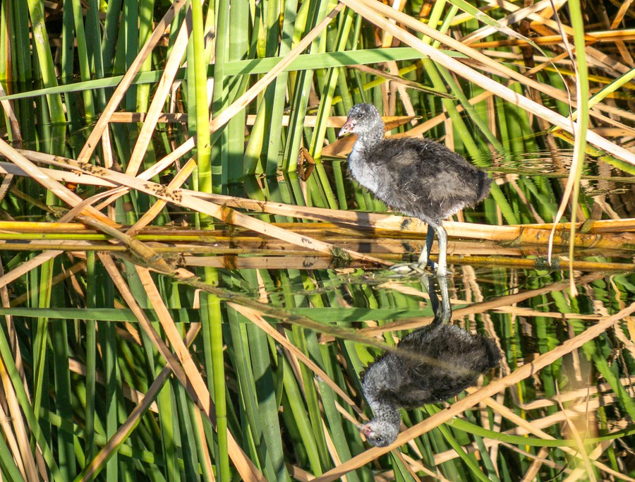 American Coot - ML620643856