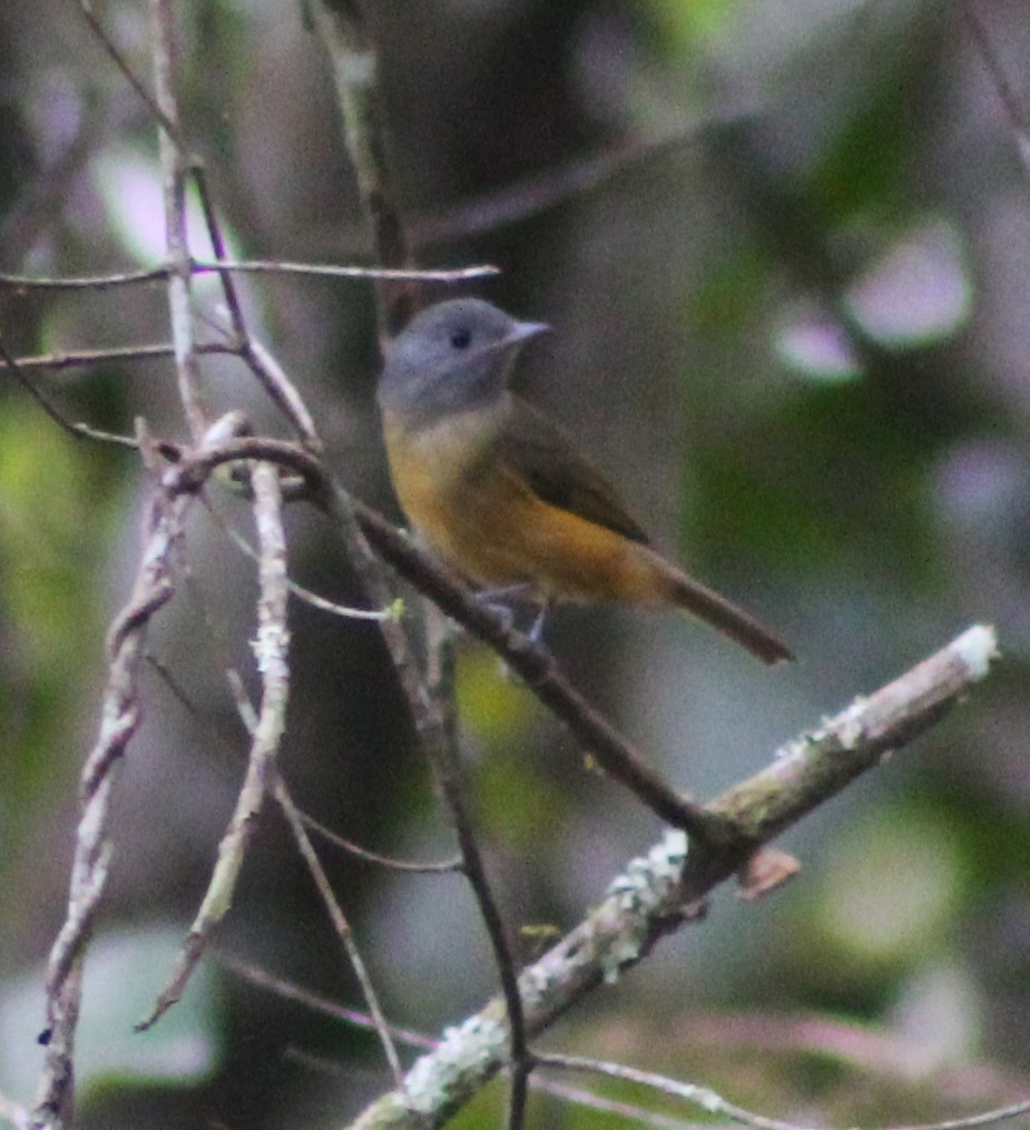 Gray-hooded Flycatcher - ML620643857