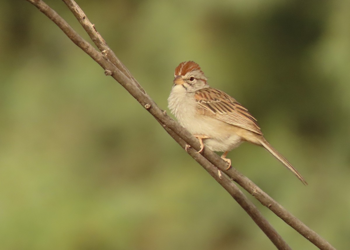 Rufous-winged Sparrow - ML620643864