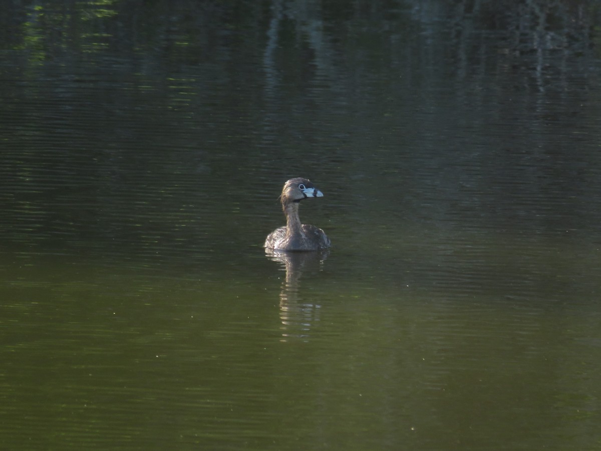 Pied-billed Grebe - ML620643865