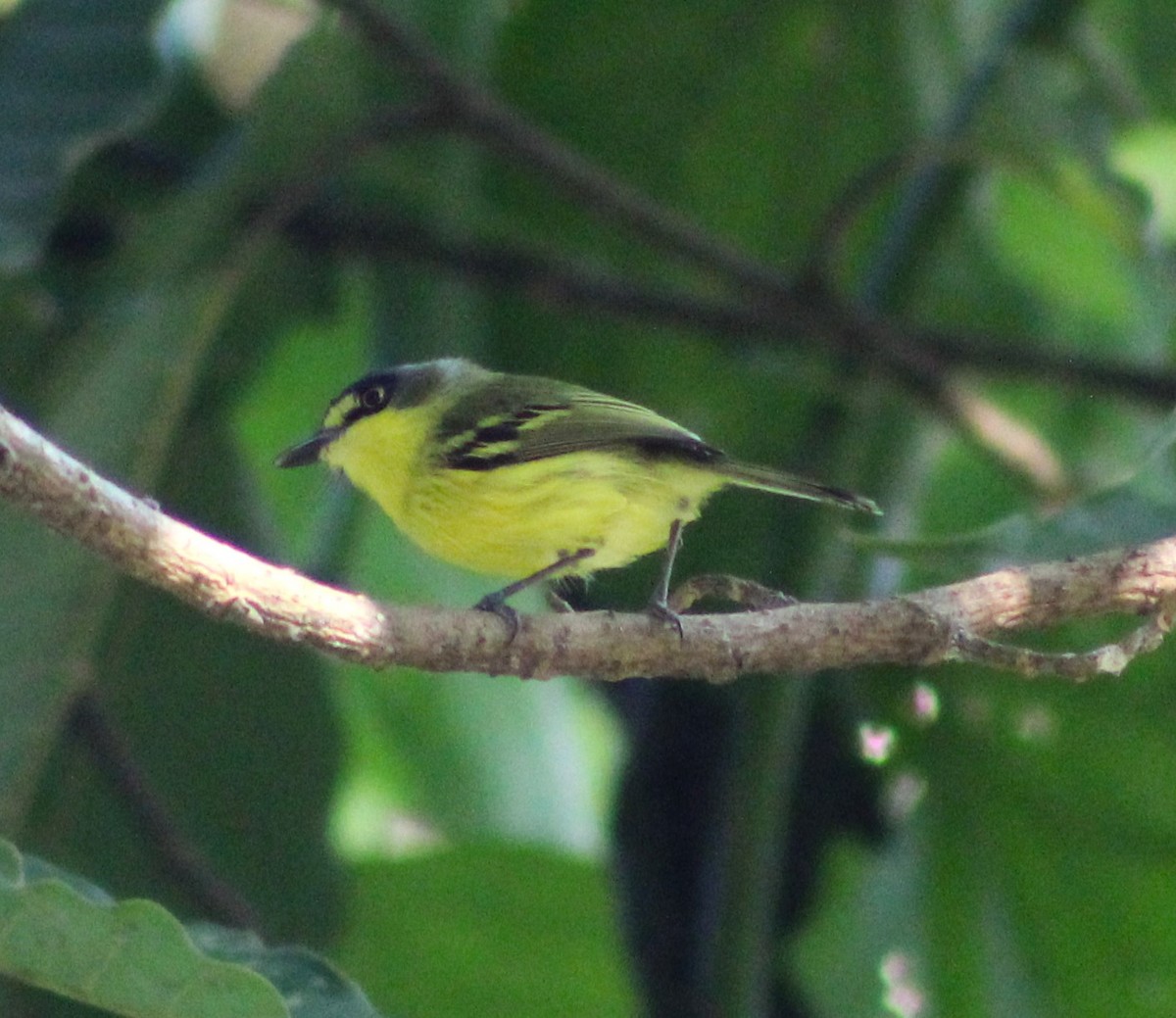 Gray-headed Tody-Flycatcher - ML620643867