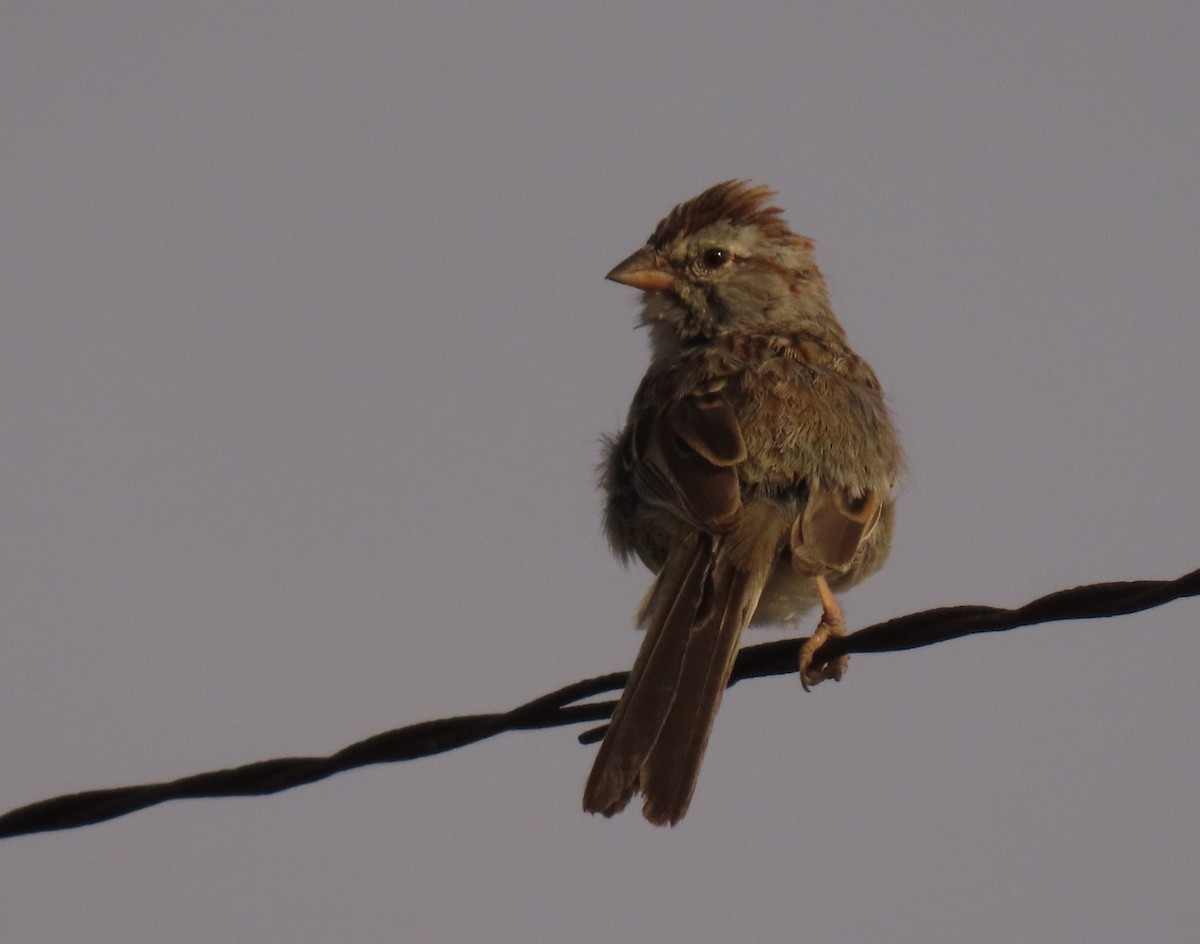 Rufous-winged Sparrow - ML620643874