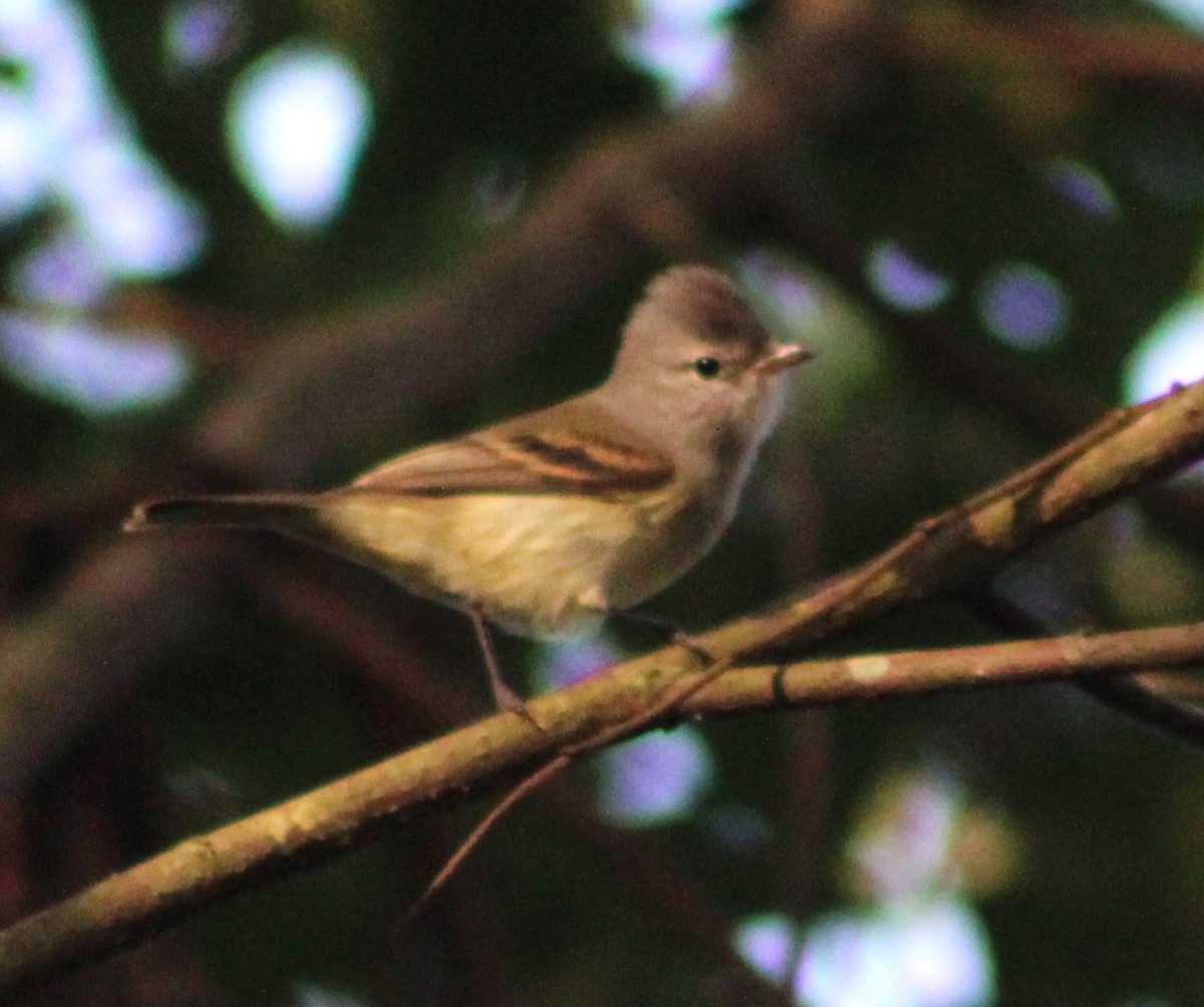 Southern Beardless-Tyrannulet - ML620643875