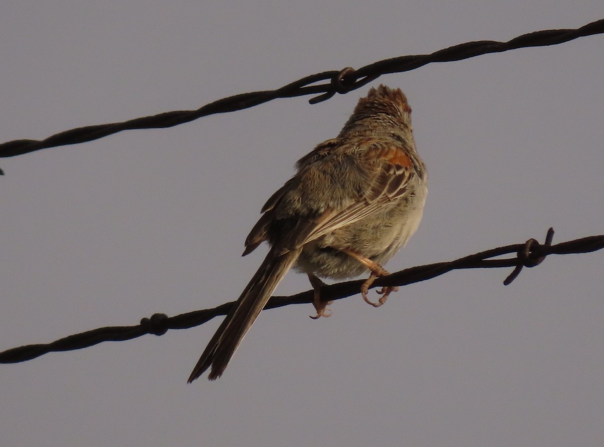 Rufous-winged Sparrow - ML620643876