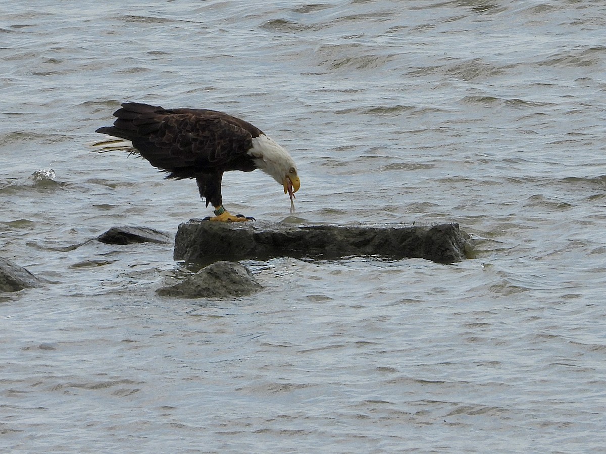 Bald Eagle - ML620643879