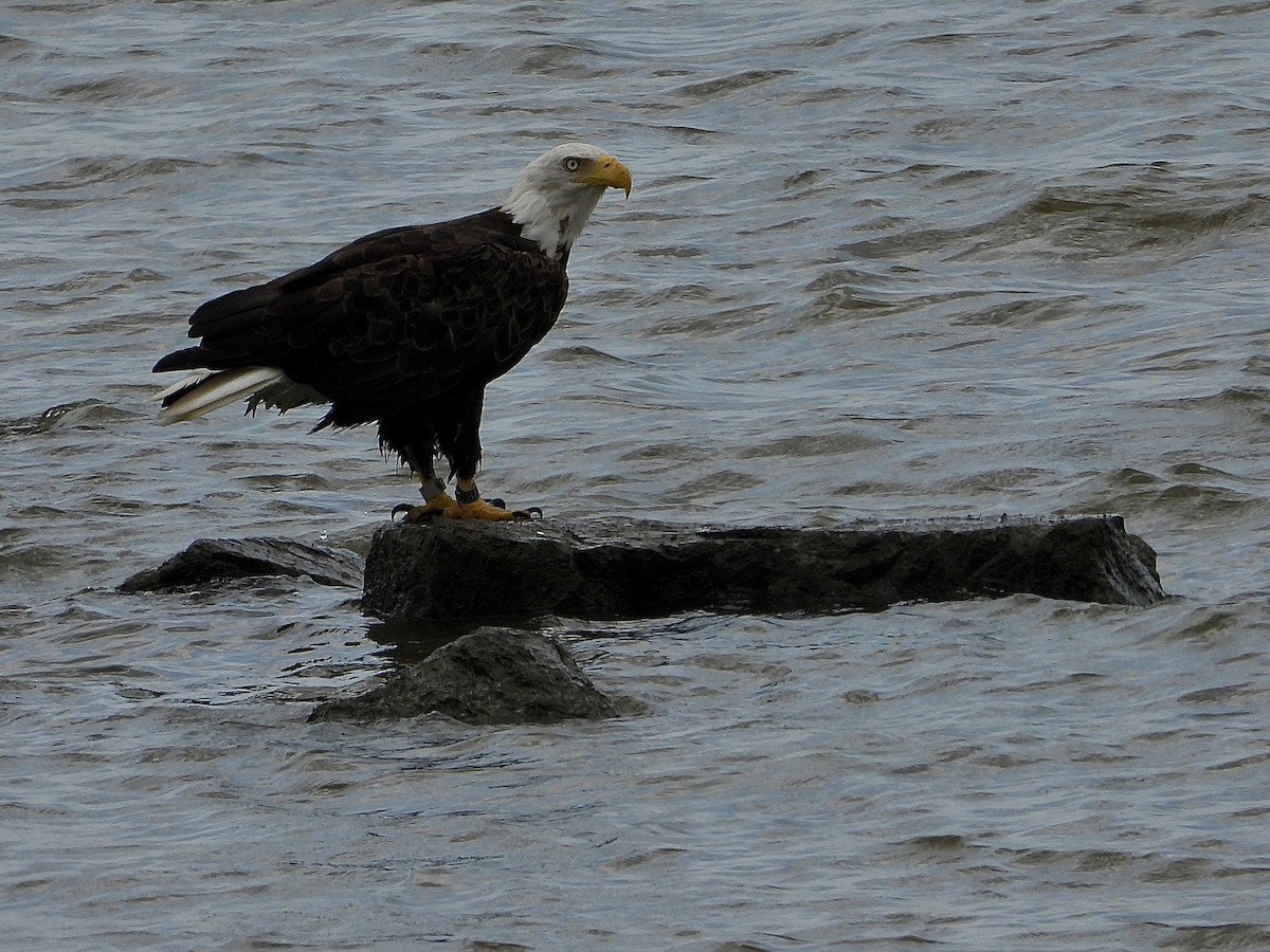 Bald Eagle - ML620643880