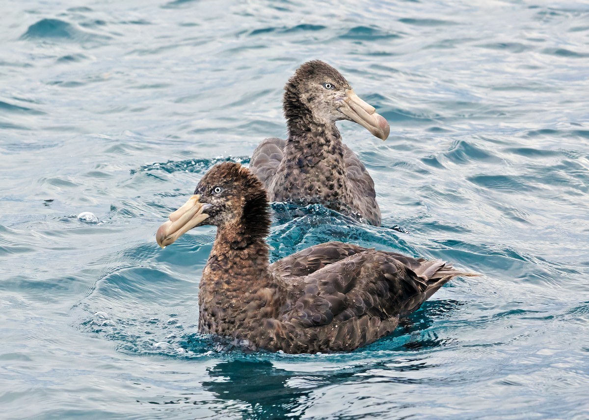 Northern Giant-Petrel - ML620643883