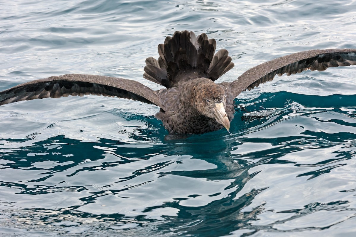 Northern Giant-Petrel - ML620643884