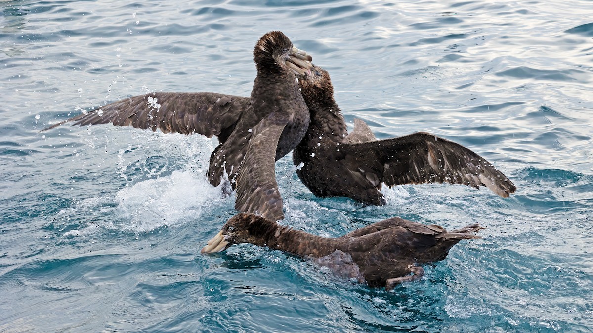 Northern Giant-Petrel - ML620643885