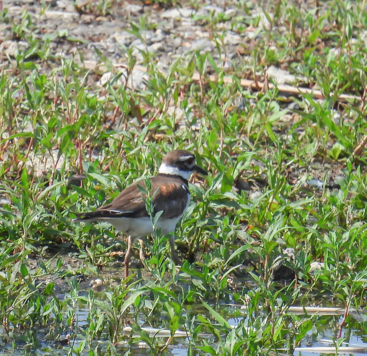 Killdeer - ML620643890