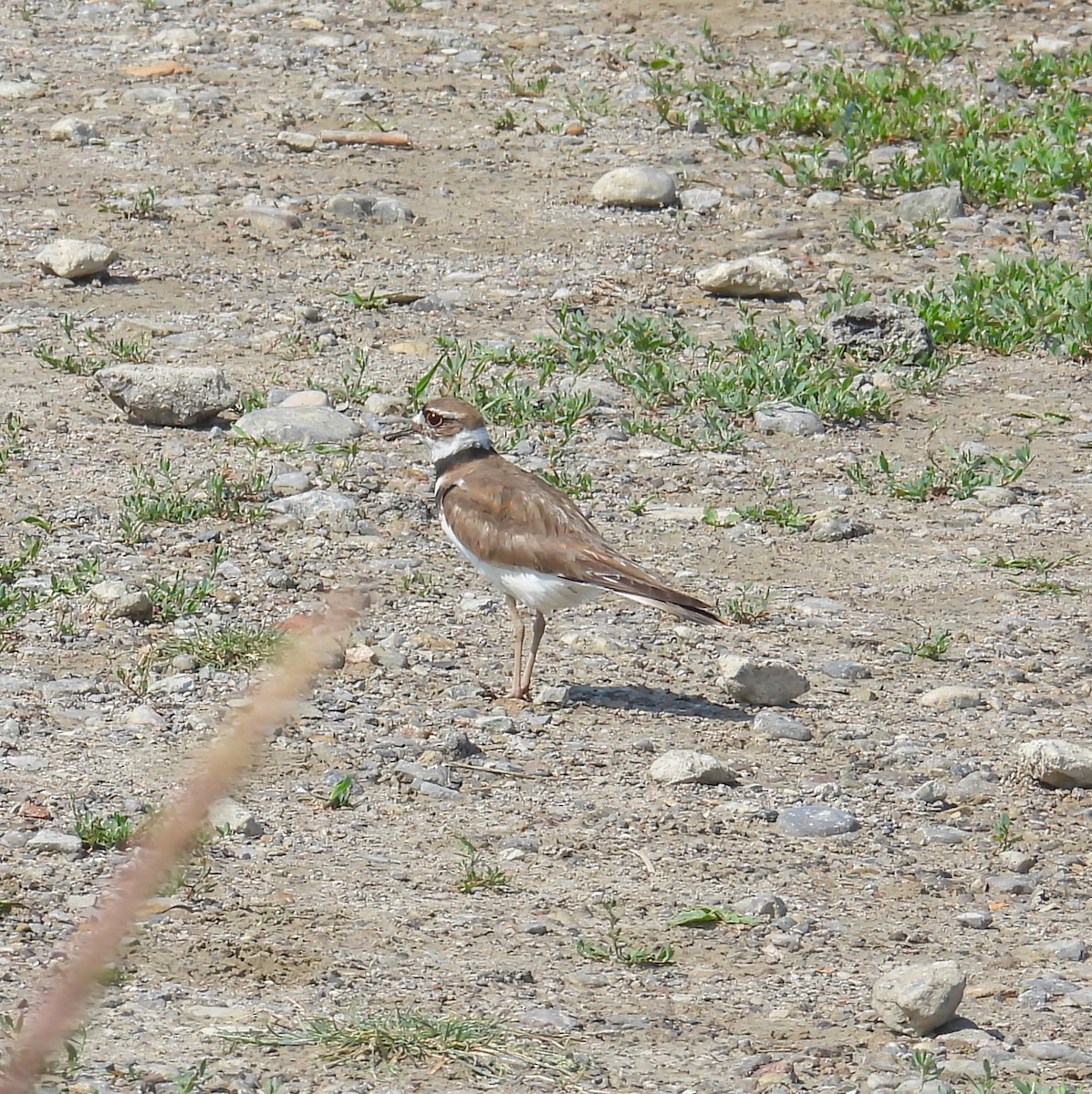 Killdeer - ML620643891