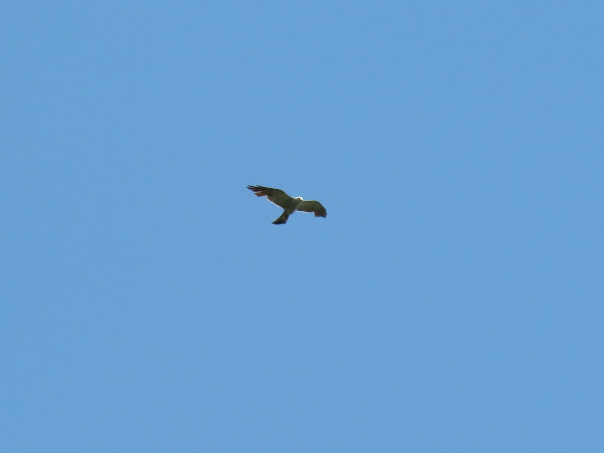 Mississippi Kite - ML620643892