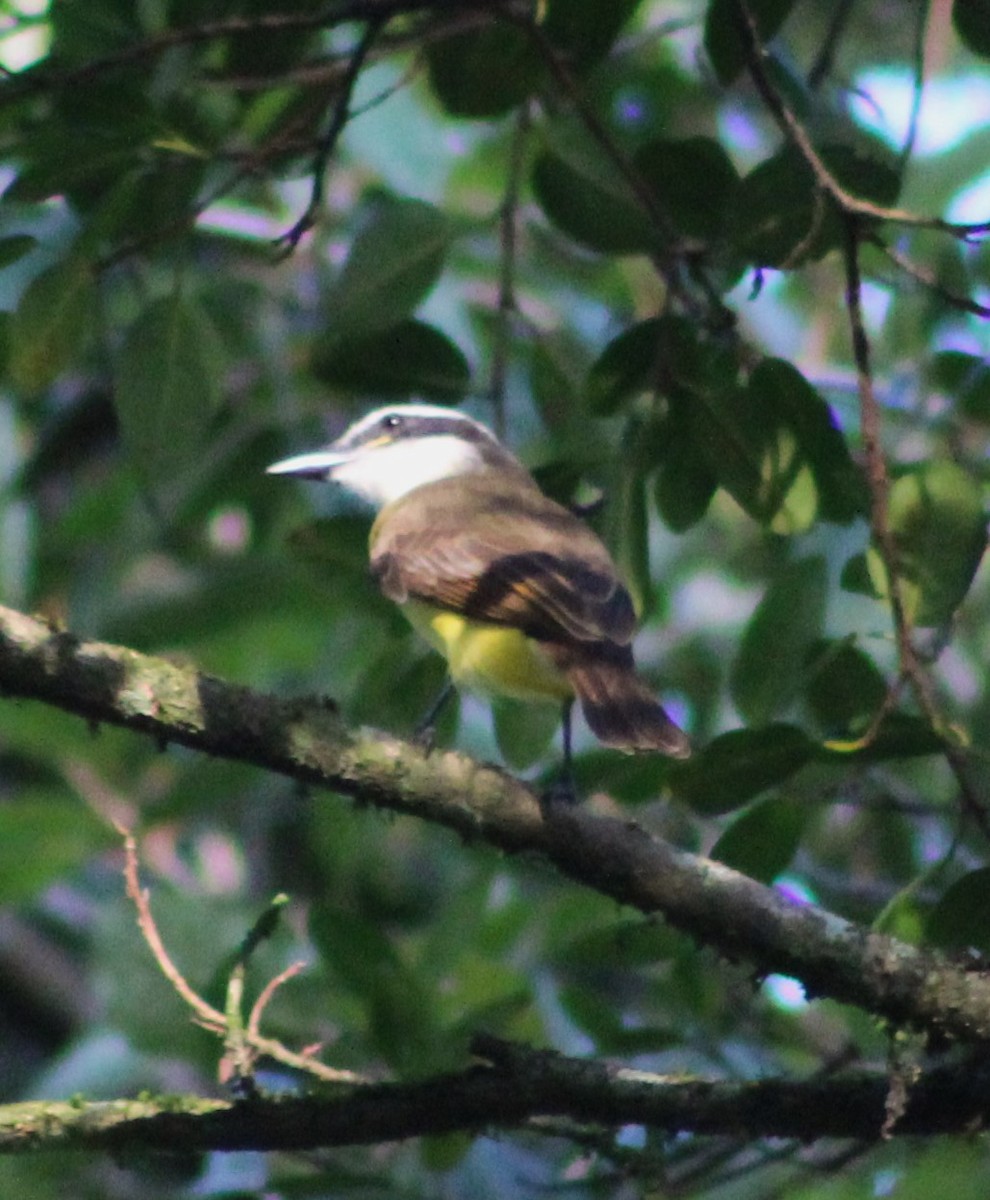 Great Kiskadee - ML620643893