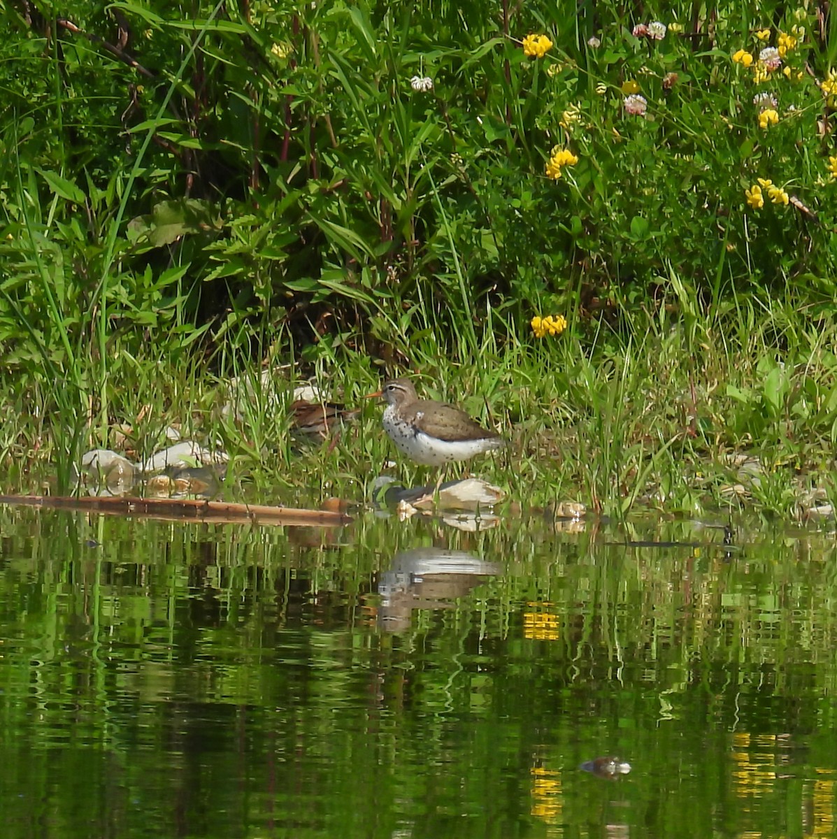 Spotted Sandpiper - ML620643894