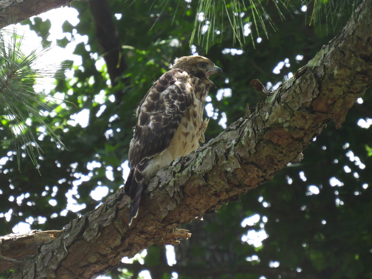 Red-shouldered Hawk (lineatus Group) - ML620643895