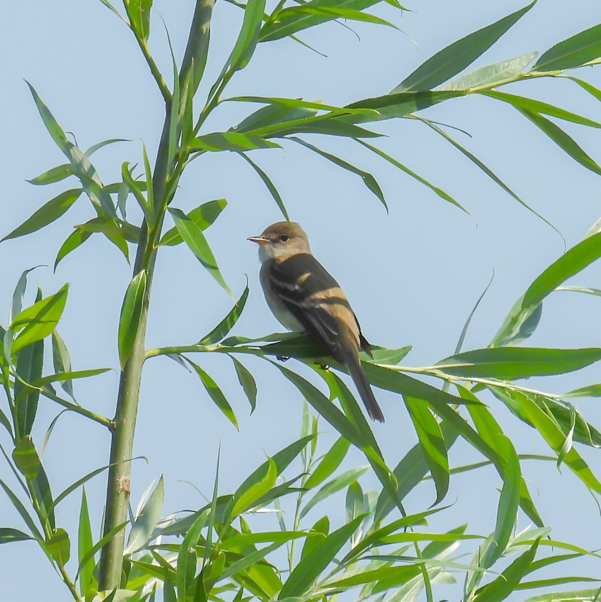 Willow Flycatcher - ML620643896