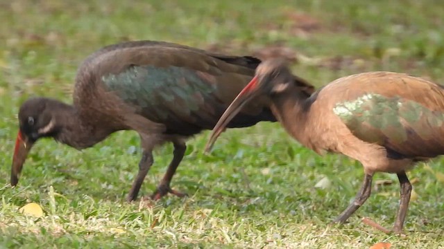 Hadada Ibis - ML620643897