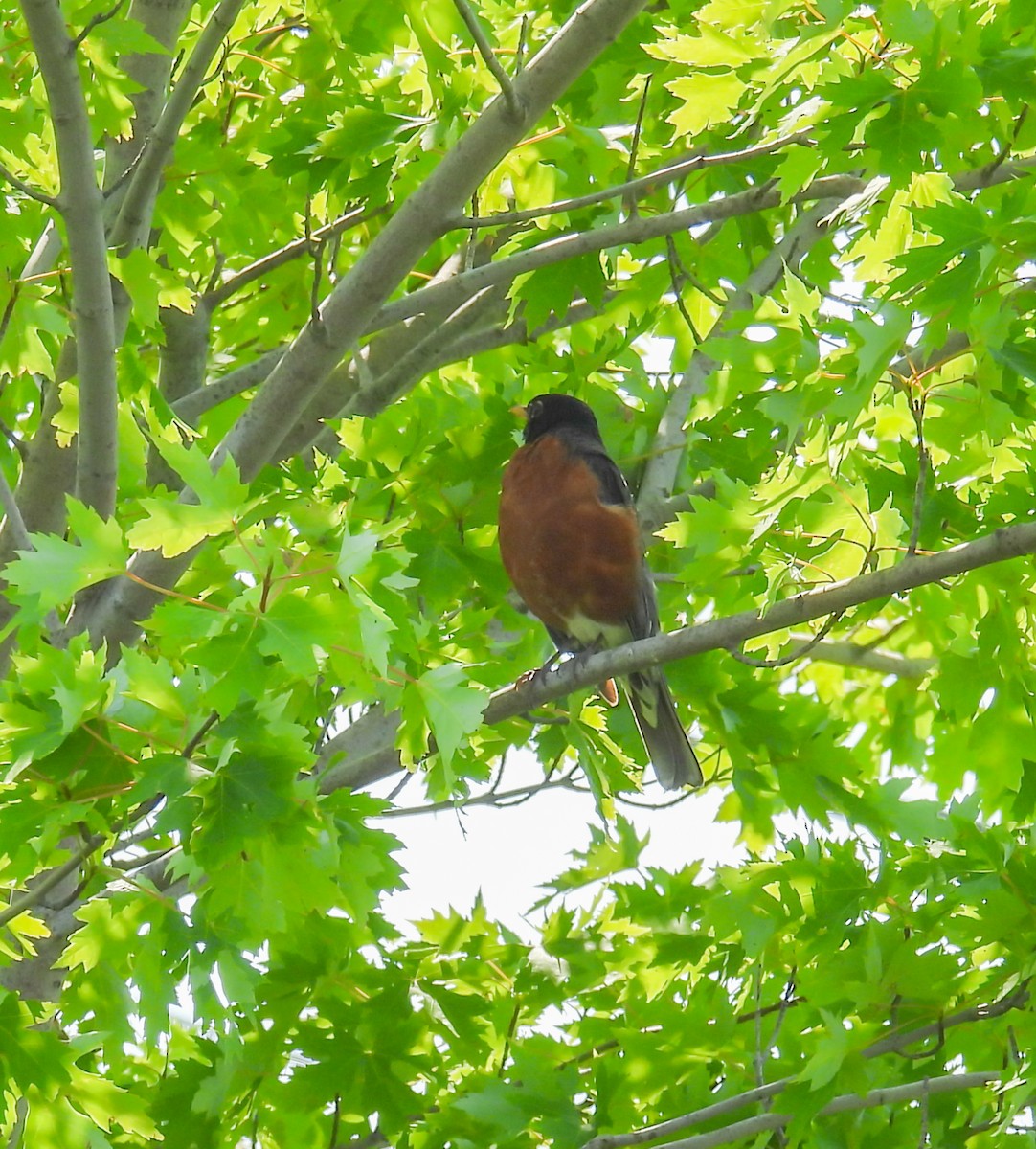 American Robin - ML620643898