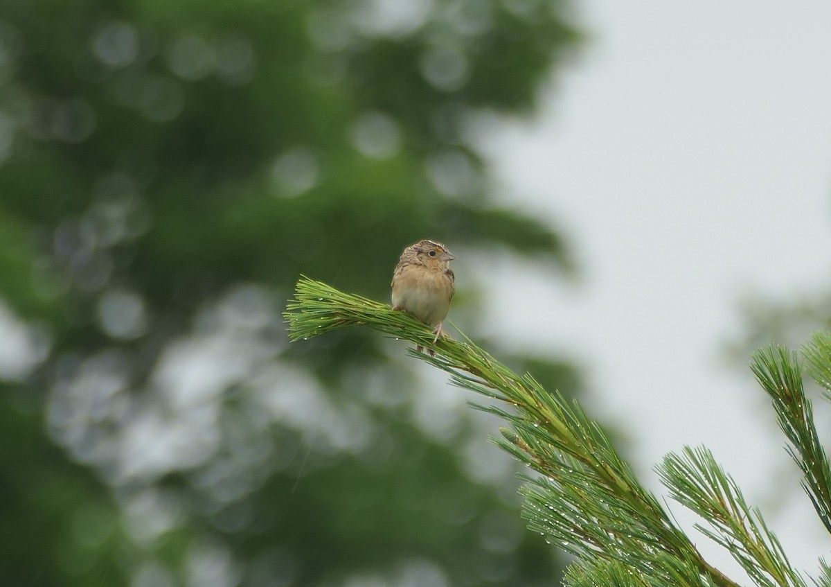 Grasshopper Sparrow - ML620643899