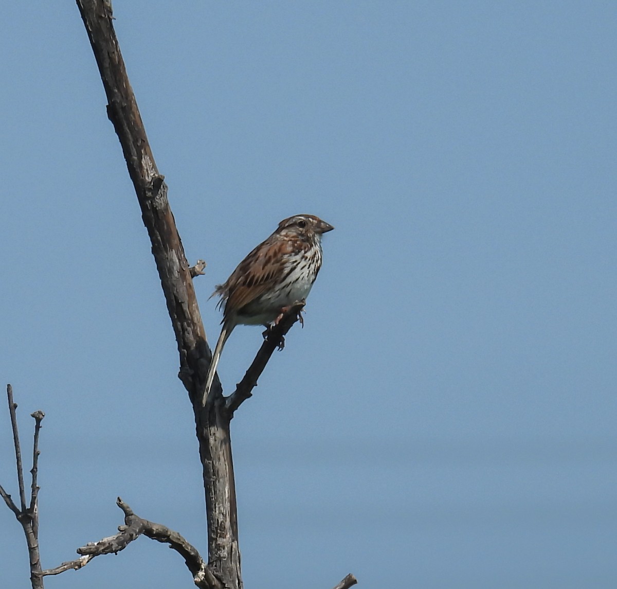 Song Sparrow - ML620643901