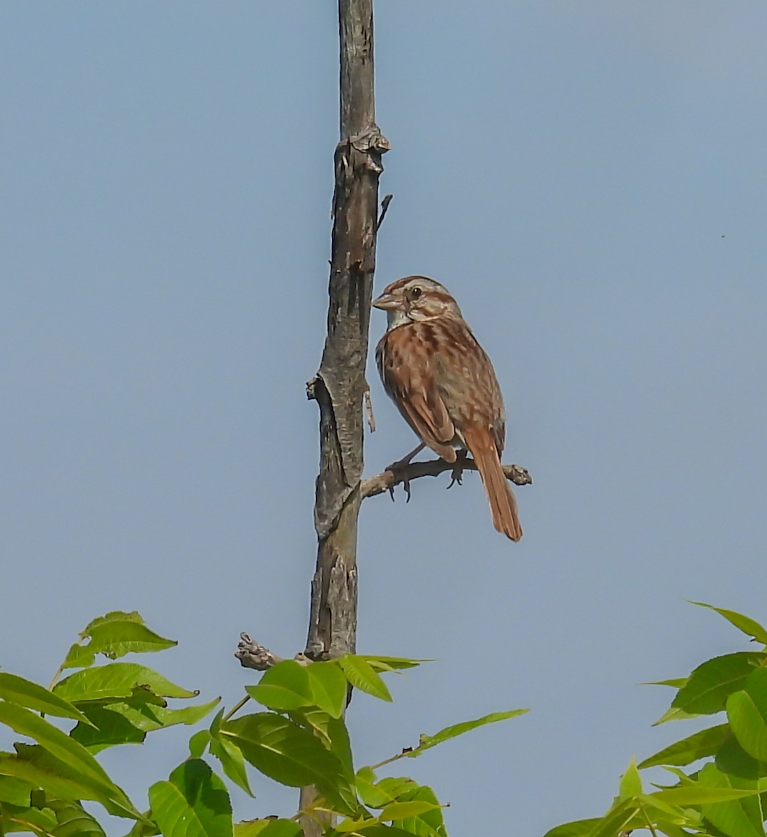 Song Sparrow - ML620643902