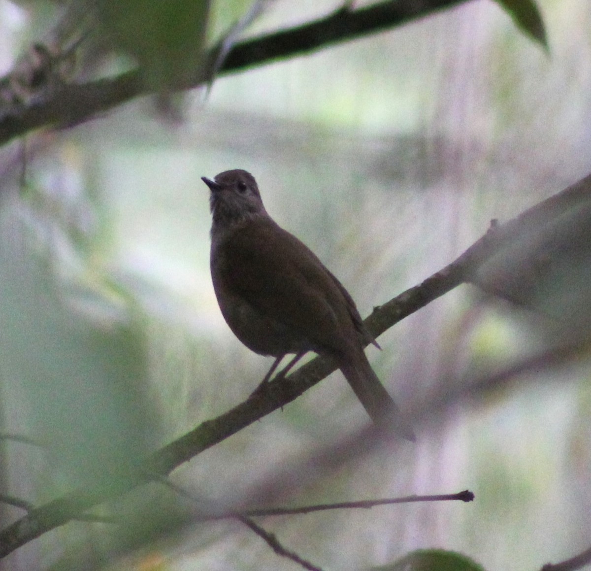 Pale-breasted Thrush - ML620643903